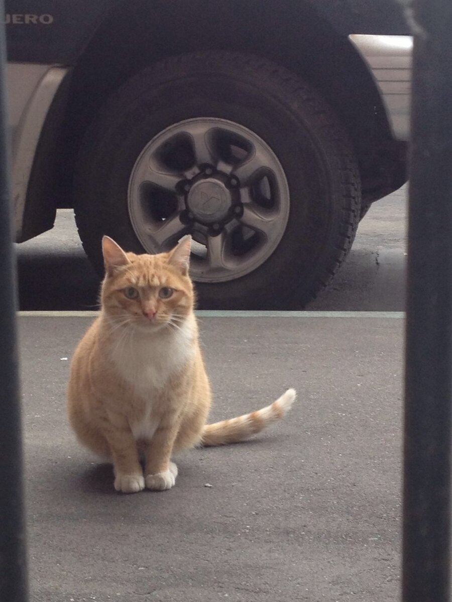 Это Бася Кузьминский