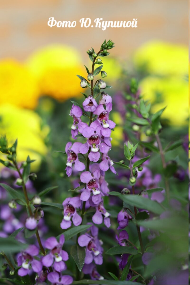 так выглядела моя ангелония прошлым летом (фото автора)