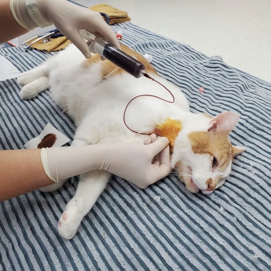 кровь у кота после стула кровь