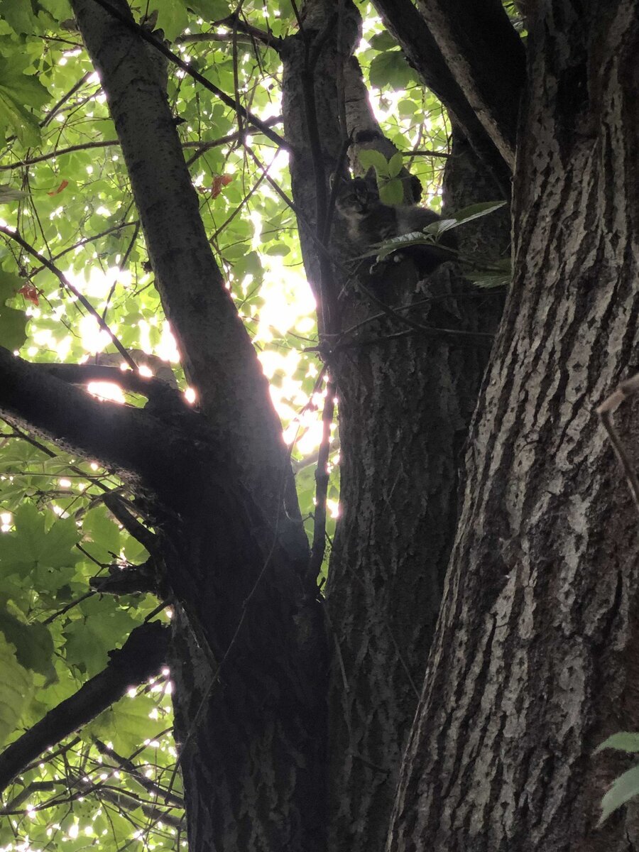 Слышу писк с дерева