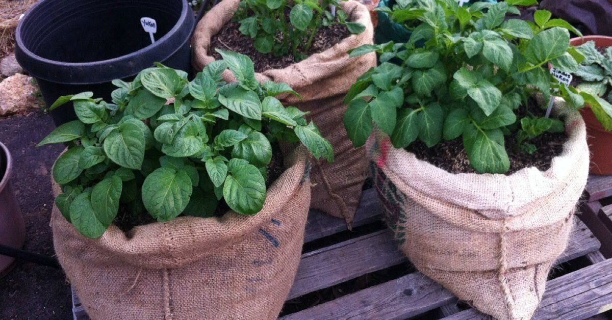 Грядки в мешках - отличный способ сэкономить место на участке (фото с сайта ogorod.ru)