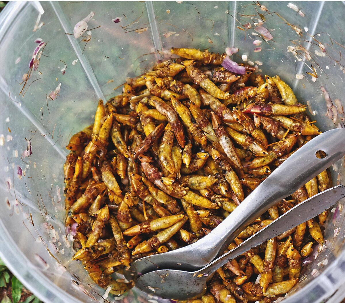 Чудесные насекомые