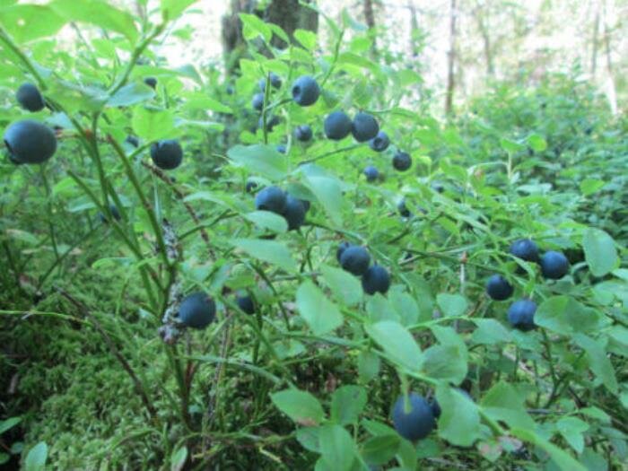 Черника в лесу (фото автора)