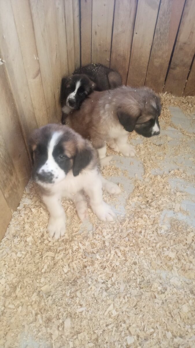 Маленькие пушистики.