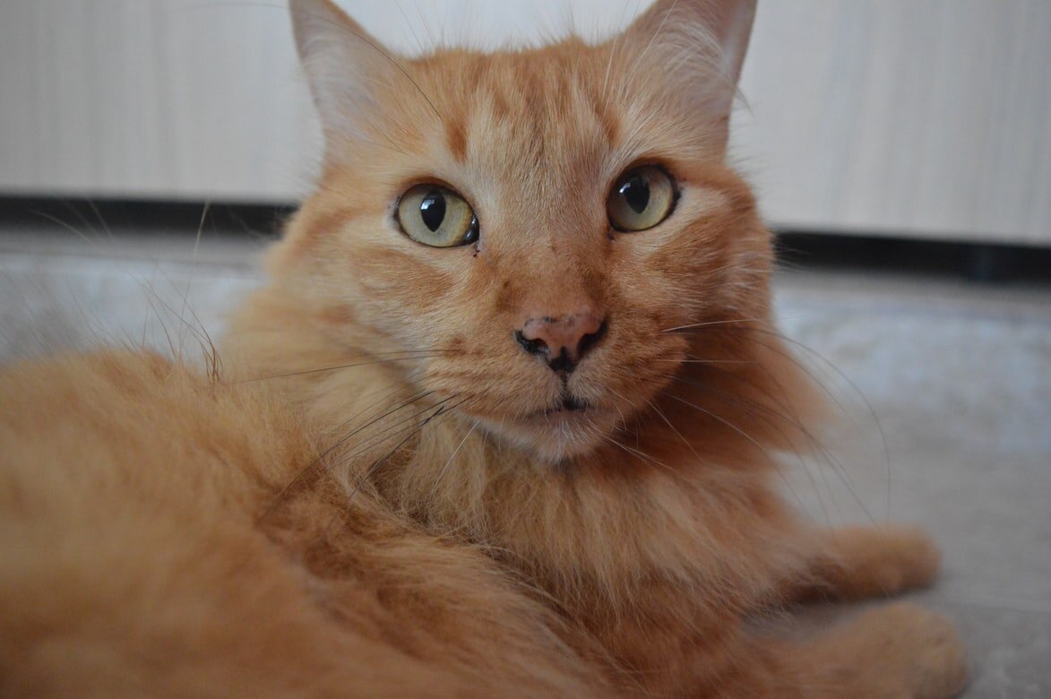 Есть ли у вас какая-нибудь проблема с вашей кошкой?