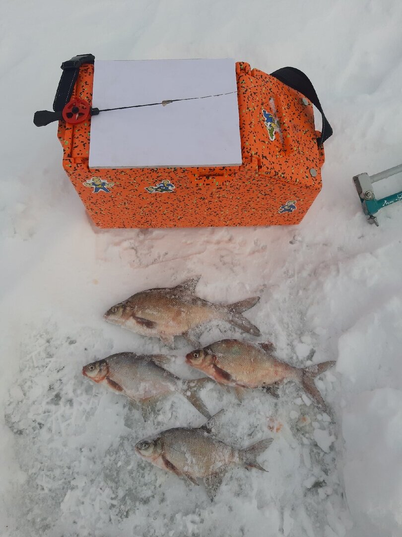 Вот таких красавцев удалось уговорить)