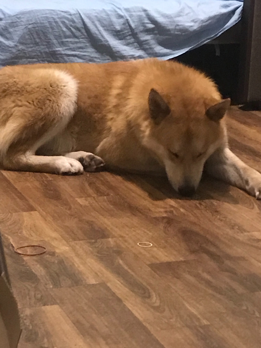 А это «главный герой» обсуждений в общедомовом чате. Вожак стаи бездомных собак. Приходит ко мне переночевать в самые сильные морозы. Утром уходит на улицу.