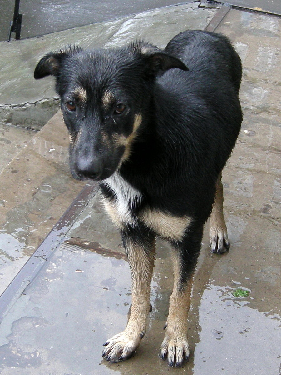 Бездомная собака под дождем. Фото из личного архива