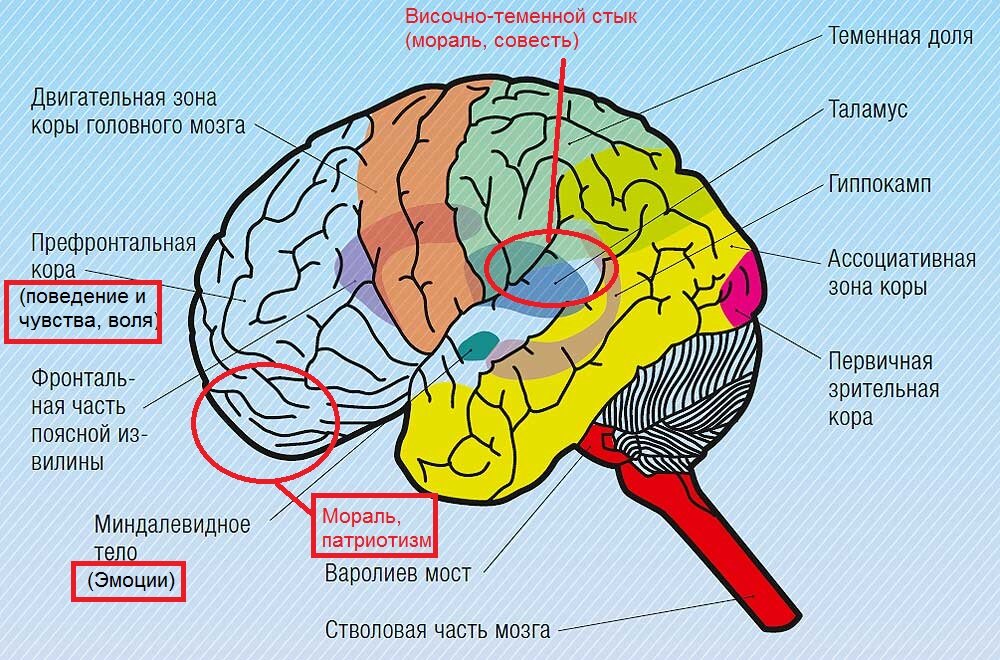 Какая зона находится в теменной доле. Строение доли зоны коры головного мозга.