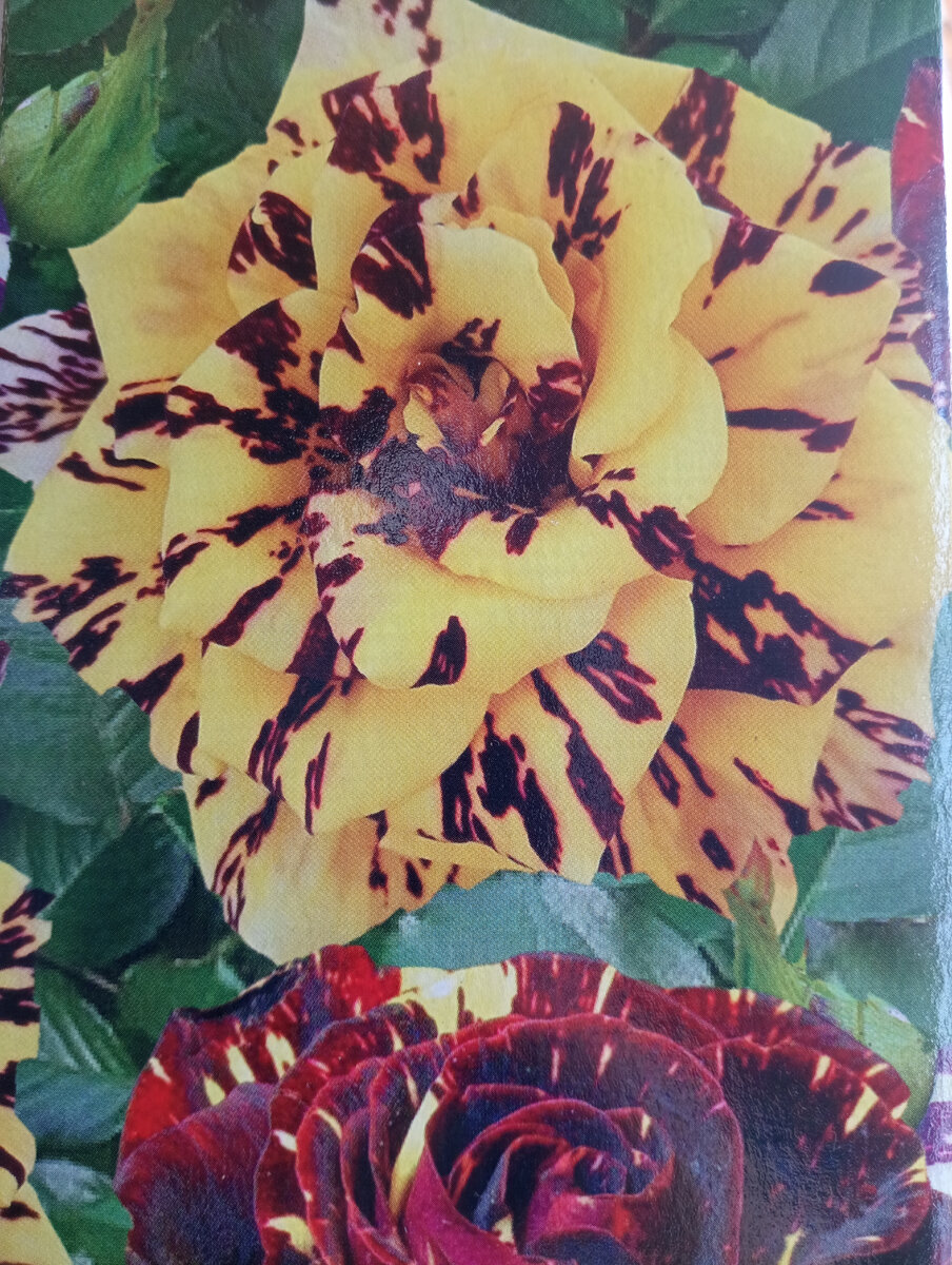 Роза чайно - гибридная сорт Сим Салабим. Прямостоячий, компактный куст. Высотой до 70- 90см высотой. Цветки бокаловидной формы, махровые, диаметров до 9-11 см. Окраска цветков жёлтая с красными полосами. Цветение повторное. Требует укрытия на зиму. 