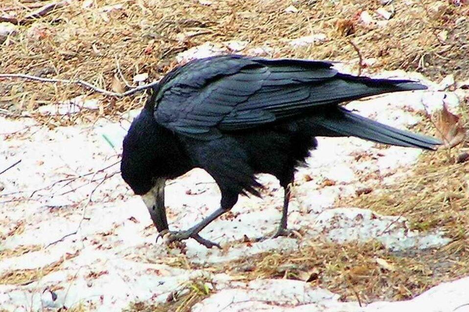 Яндекс картинки 