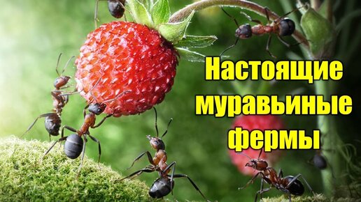 Настоящие муравьиные фермы