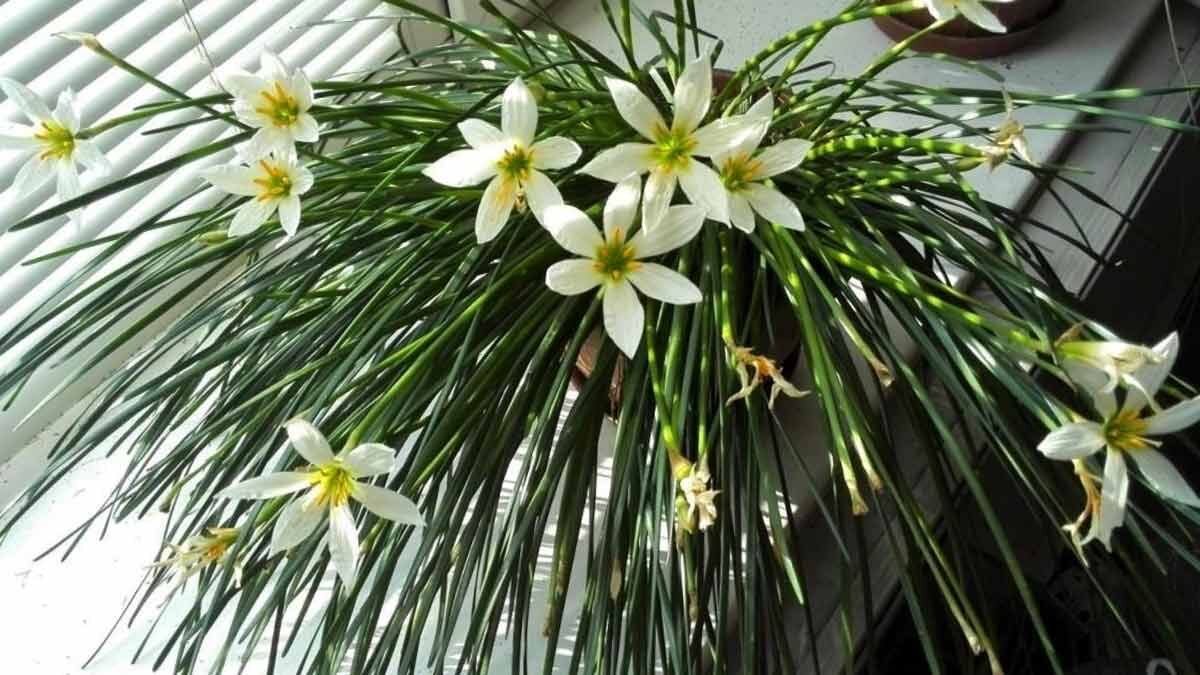 Цветовая гамма цветка включает разнообразные оттенки белого, желтого, розового и оранжевого цветов.