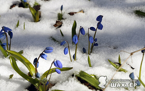 Фото автора. Пролеска (сцилла) после снегопада.