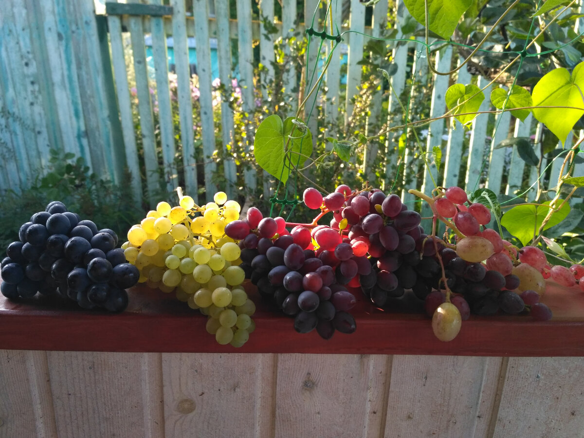 Как вырастить виноград из черенков в домашних условиях, делюсь своим опытом