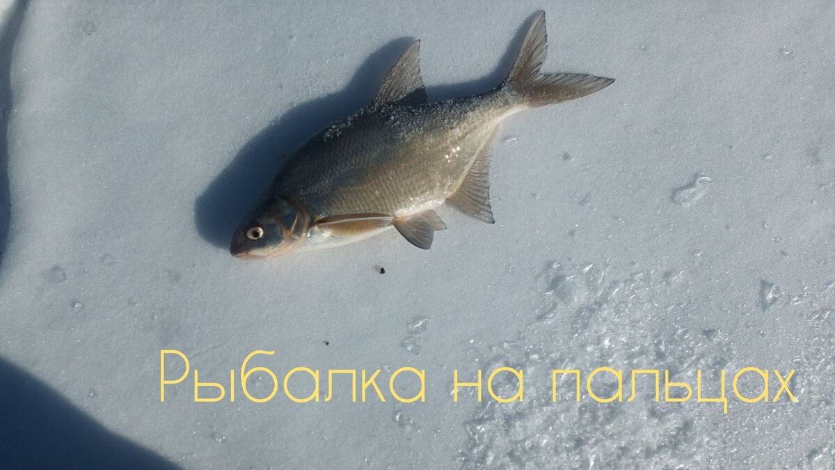 Лещ весной