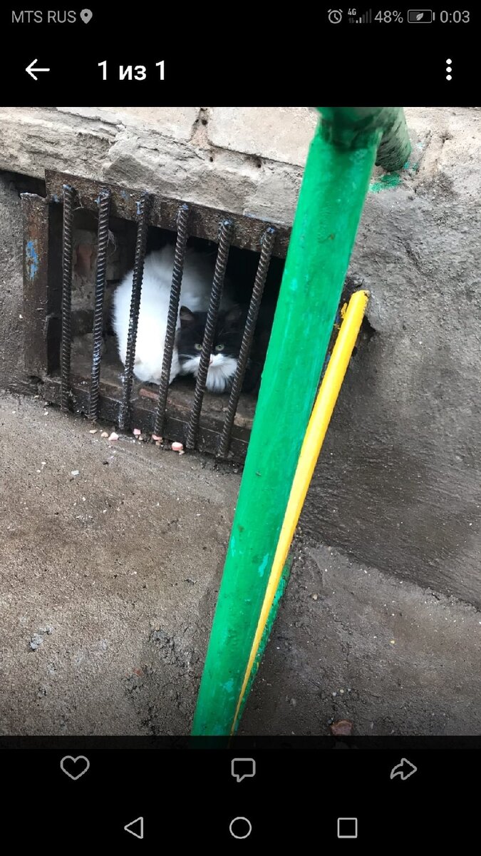 Дюртюли. Башкирия. Очередной подвал, куда кто-то выкинул шикарных пушистых подростков. Белую к сути уже забрали...