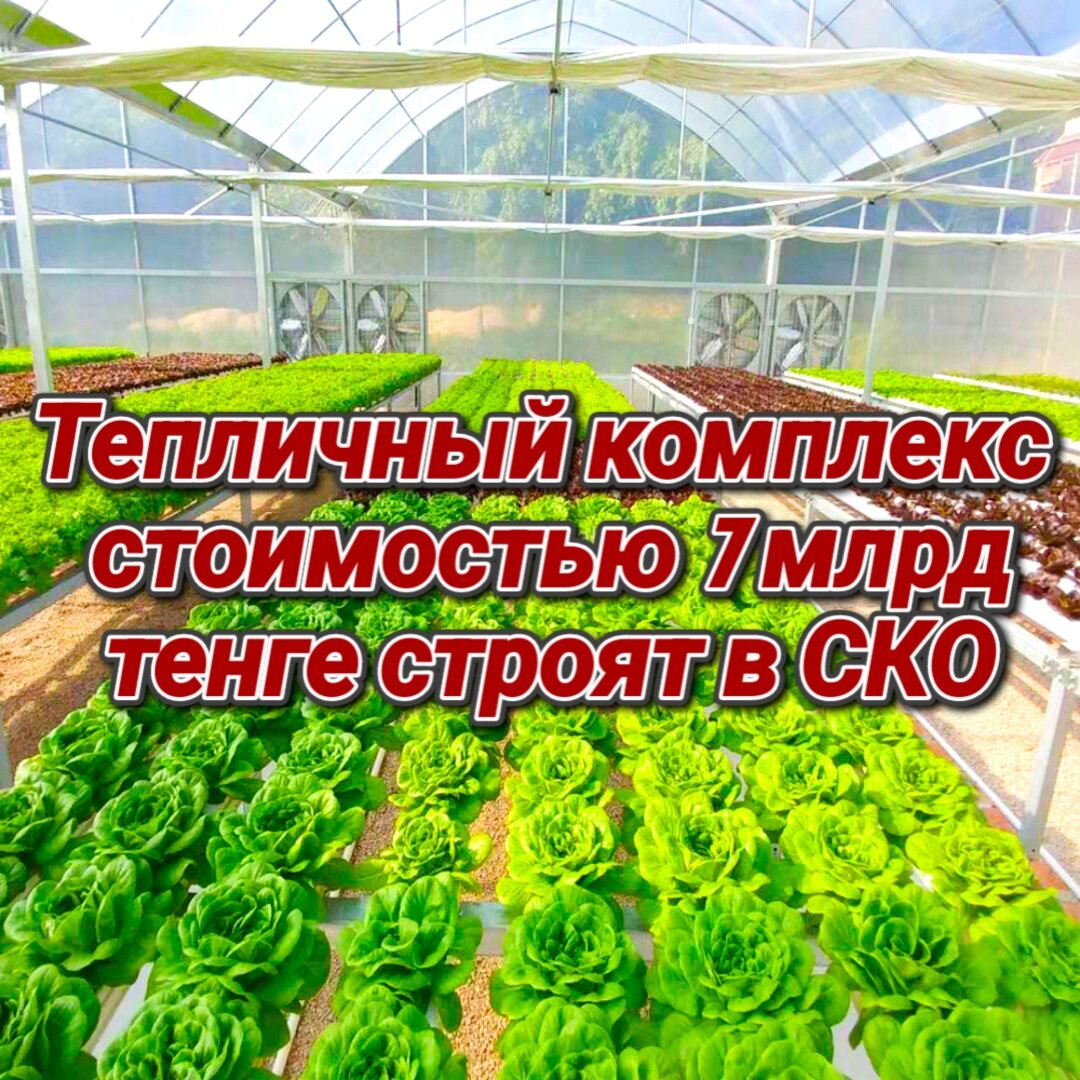 Тепличный комплекс стоимостью 7 млрд тенге строят в СКО | Social Media |  Дзен