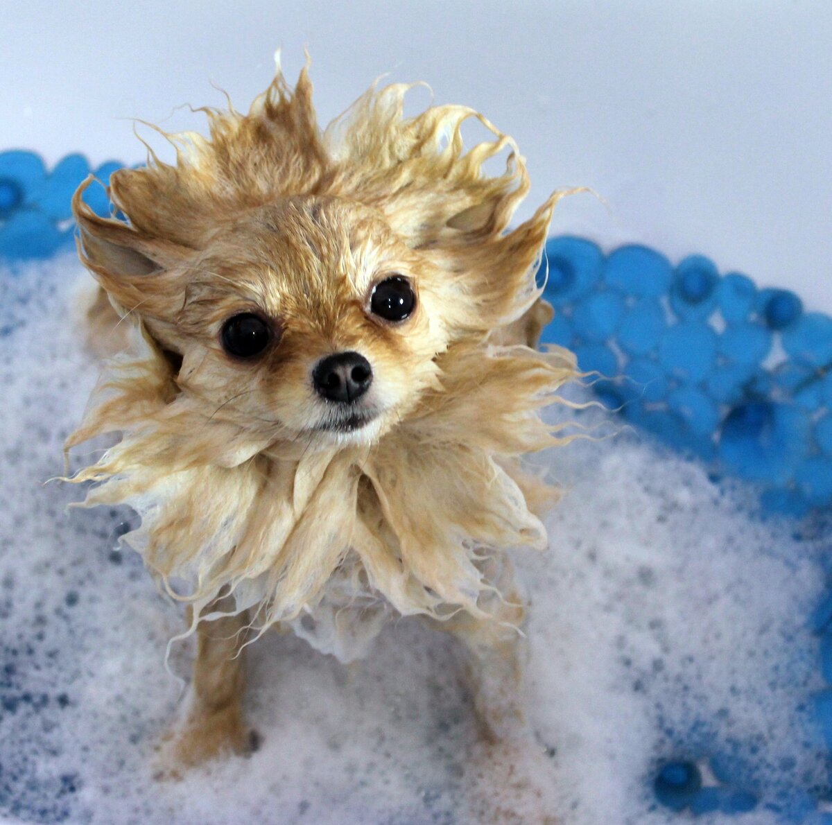 Моем малыша шпица