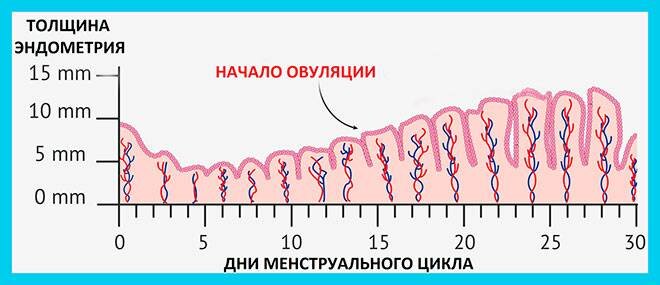 Тонкая стенка эндометрия что это значит