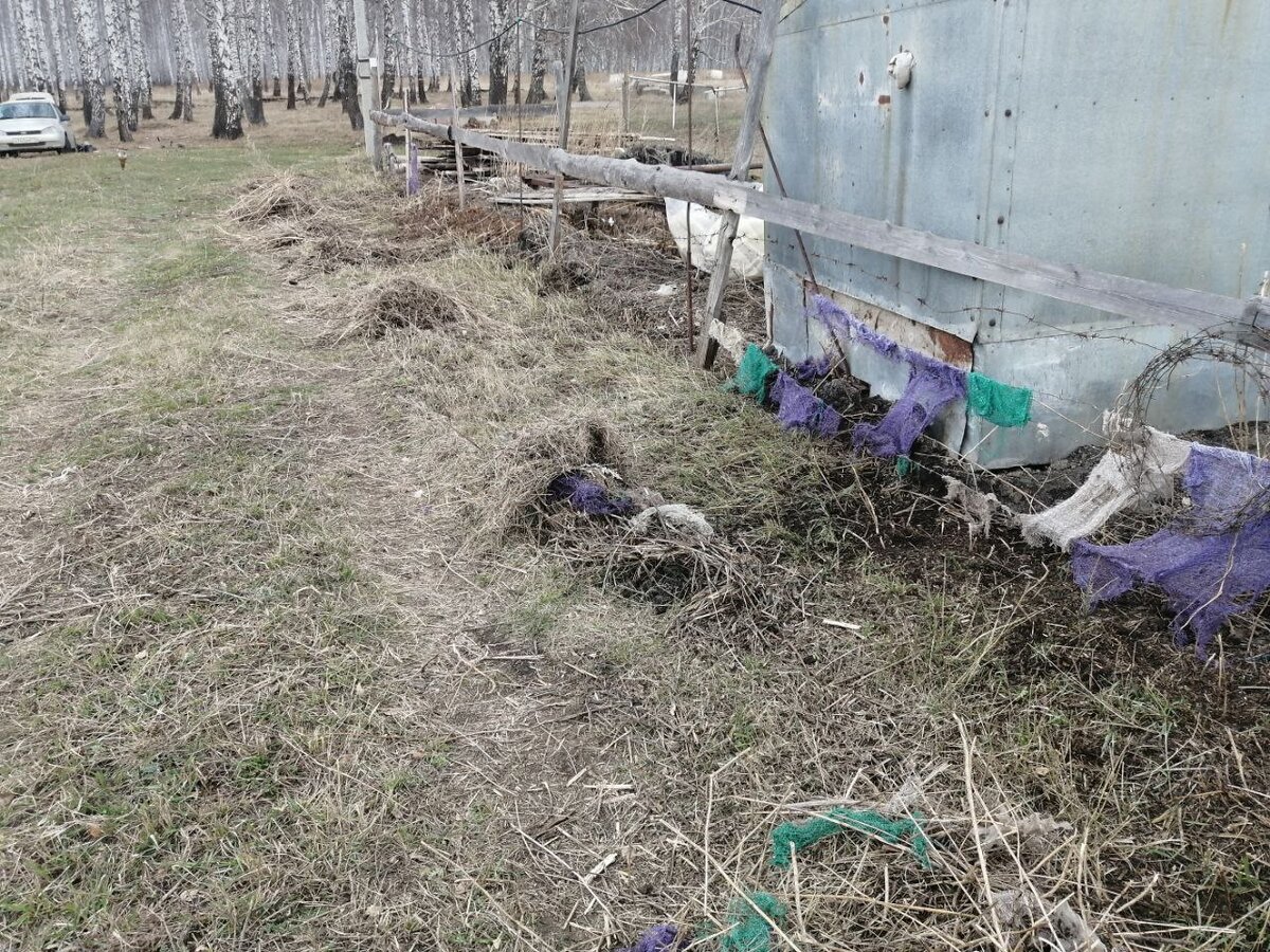 В конце дня часик поубирались рядом с забором соседа. Это было самое запущенное место. Росли страшные кусты и мне оно не нравилось больше всего. 