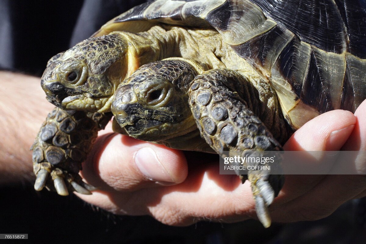 двухголовая агама. двухголовые животные. черепаха среднеазиатская лапы. двухголовый тигр. двухголовые животные фото.