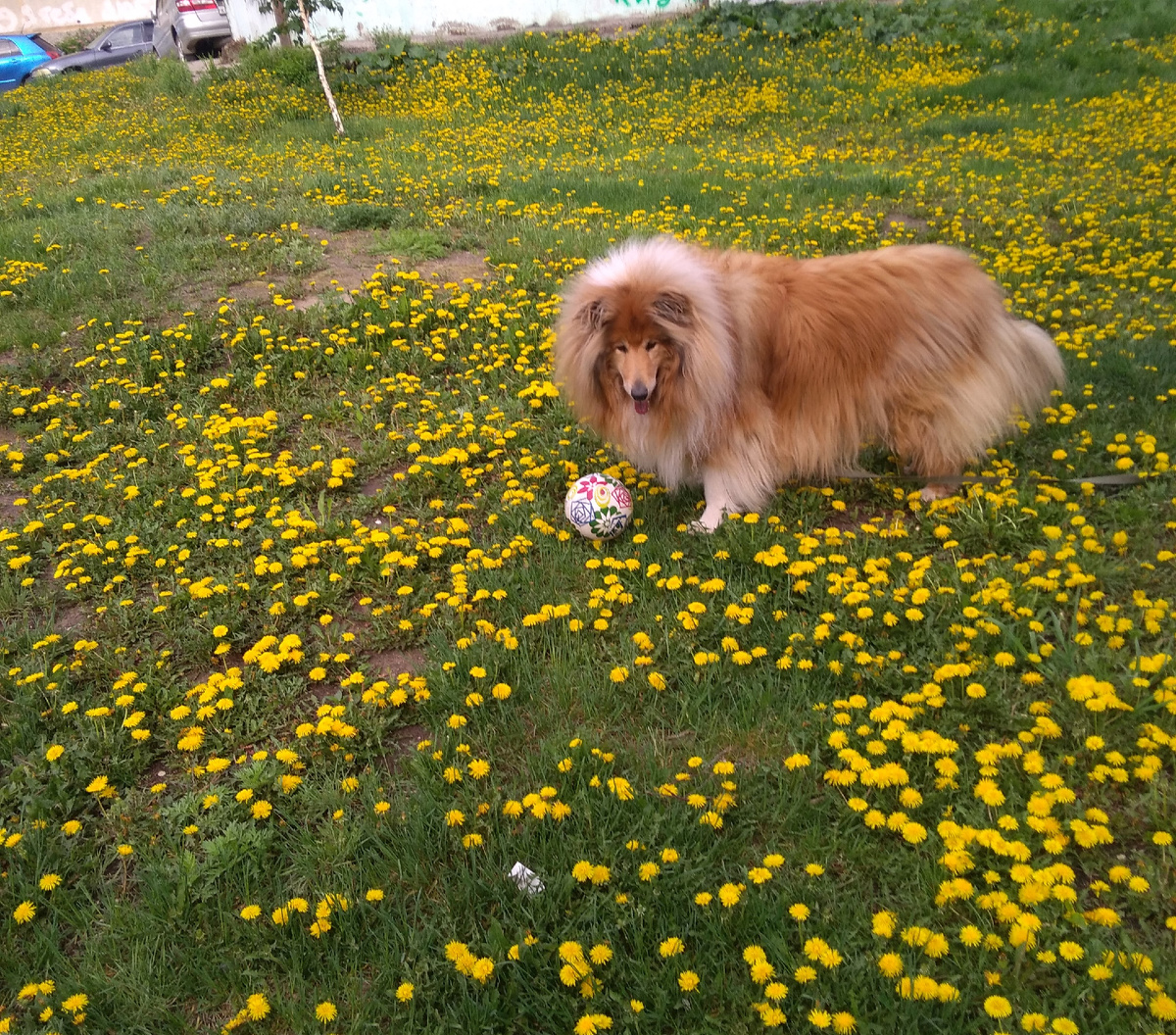 Одуванчиковая поляна. Фото из личного архива.