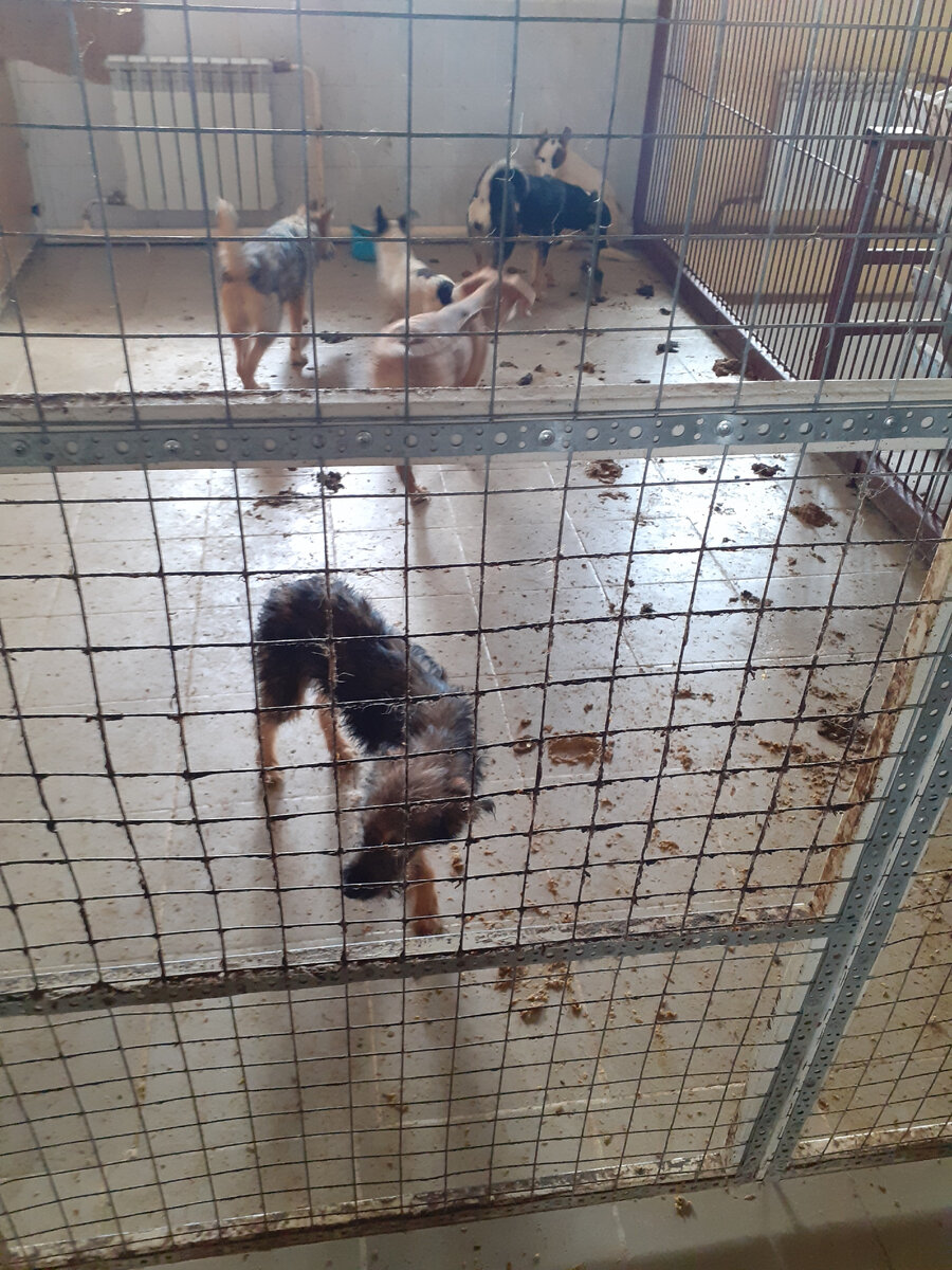 Так выглядят клетки до уборки;