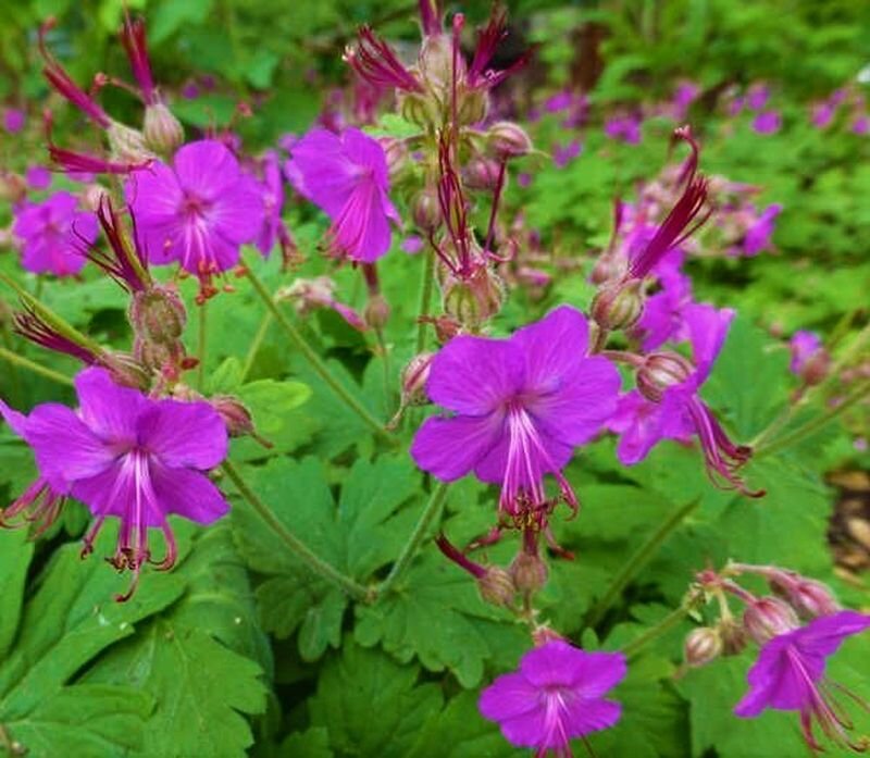  Герань крупнокорневищная. Фото с сайта: https://goo.su/j3ivD2