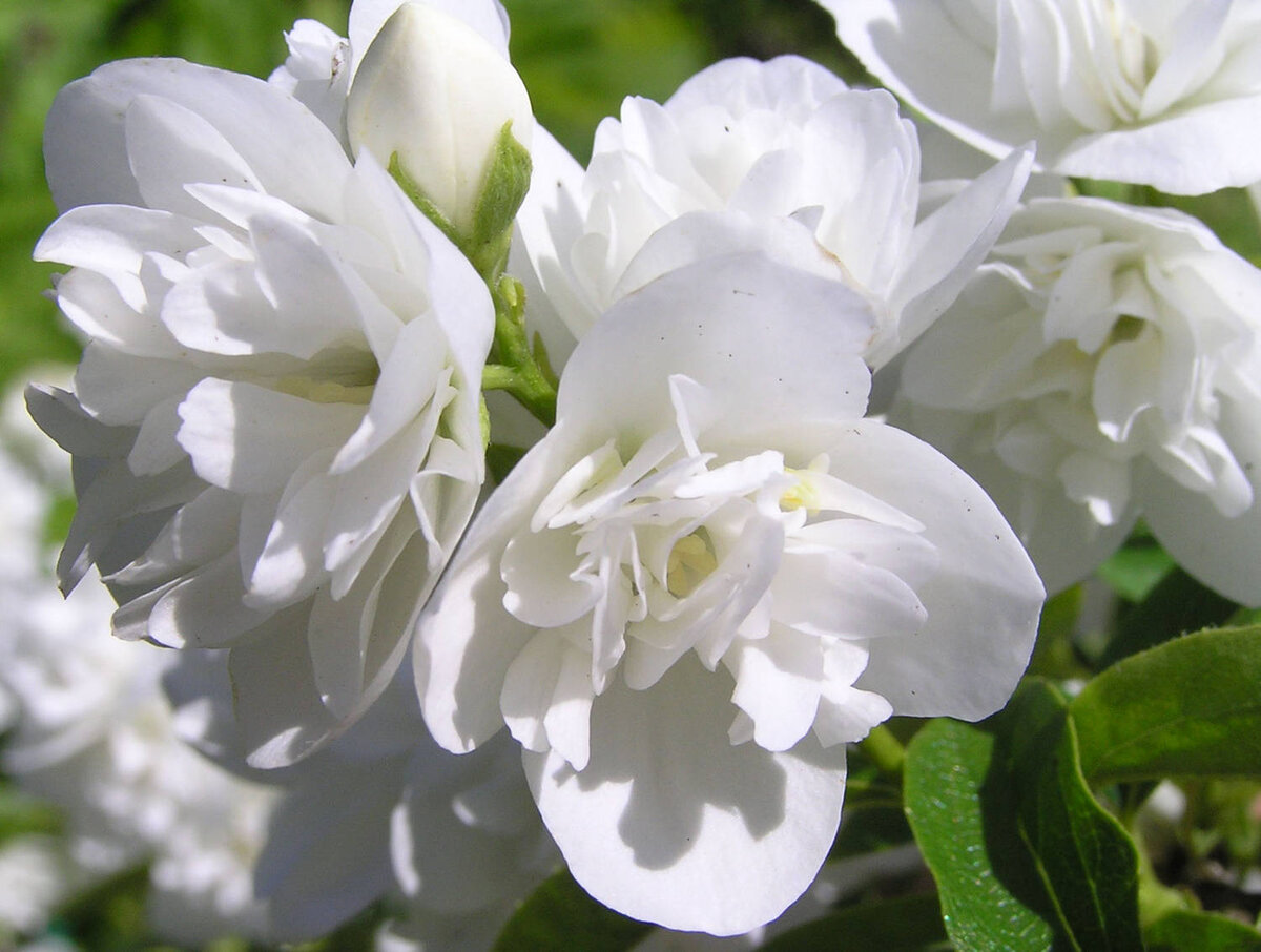 Снежная лавина