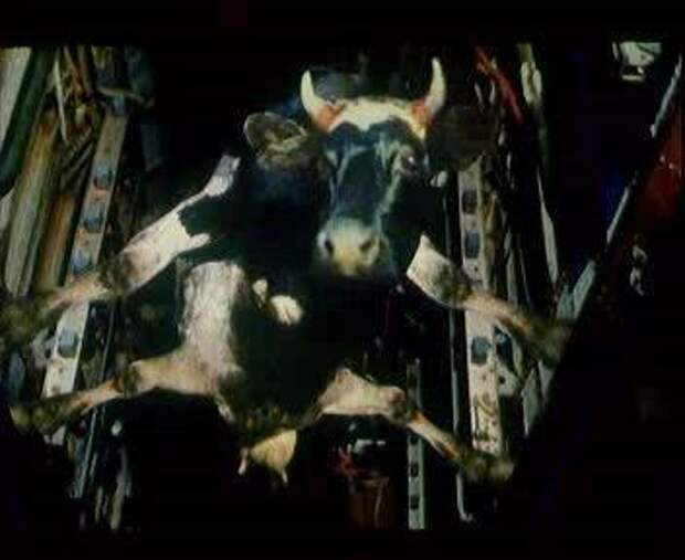 Кадр из известного фильма Рогожкина. Фото из открытых источников