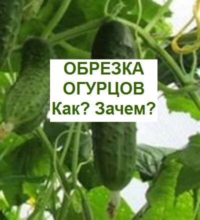 огурцы обрезка