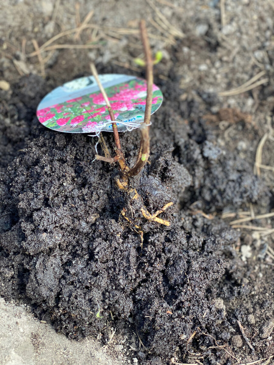 Вот такая «грустная» корневая была у Фрейз Мельба. Саженец за 850 р 