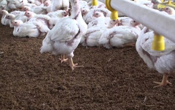 Выращивание цыплят Кобб 500 в домашних условиях: пошаговое руководство для новичков