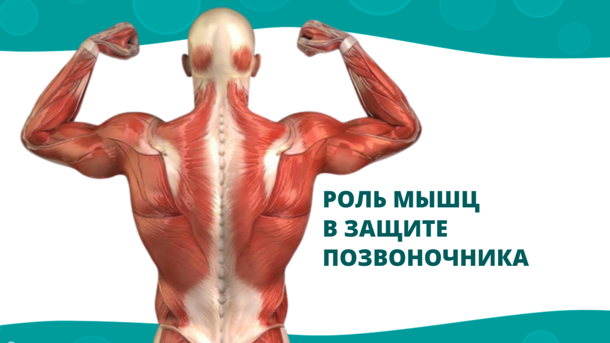 Из-за слабости удерживающих позвоночник мышц и недостаточного питания межпозвонковых дисков, мы можем получить смещения позвонков, протрузии, грыжи, сутулость.