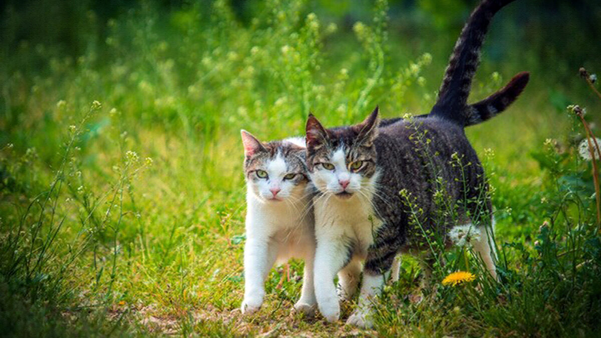 источник фото: obmenvsemfiles.net