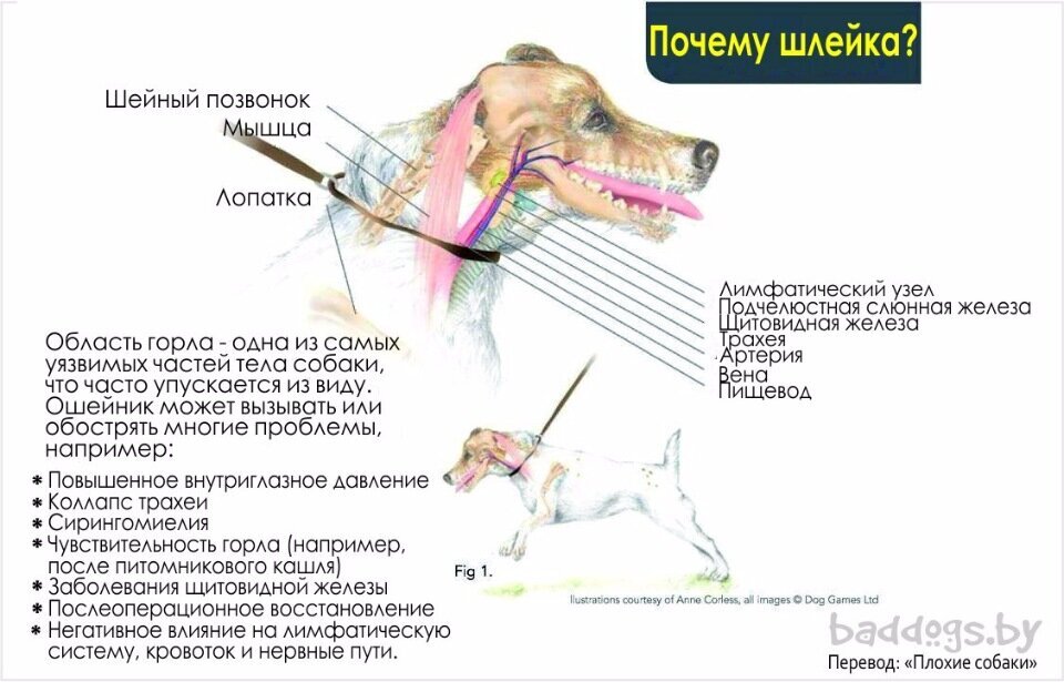 Ездовая шлейка своими руками