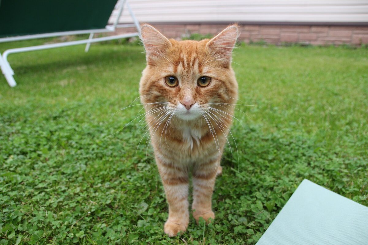 Соседский кот-змеелов Кузя в молодости. Милашка!