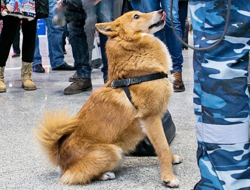 Она четко сработает, если солидная внешне дама вдруг окажется преступницей