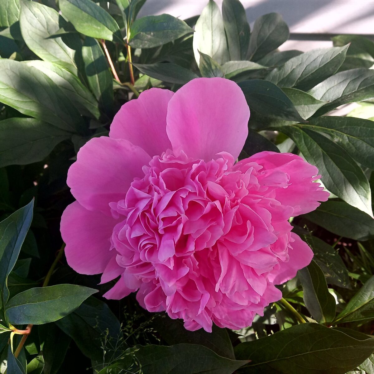 Любимые пионы