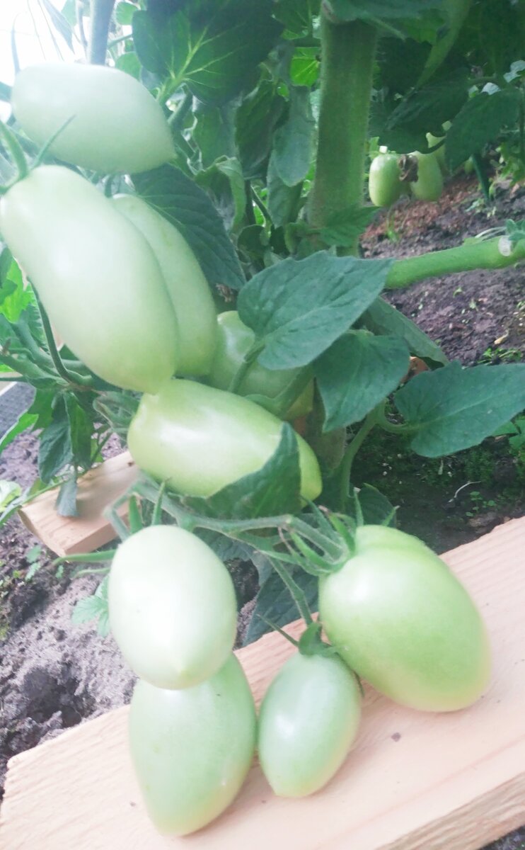 Фото автора, томат "Челнок", июль 2021 года