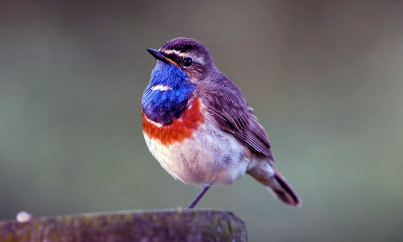 Белозвездный самец варакушки