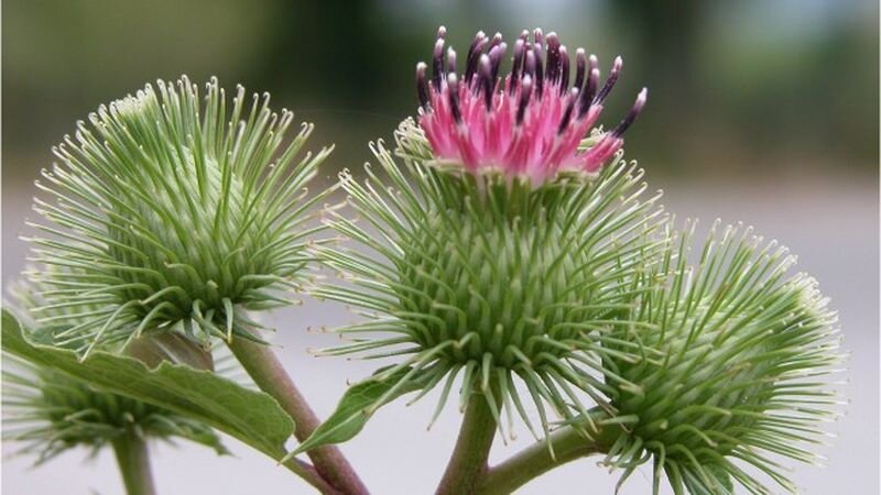 фото из интернета. 