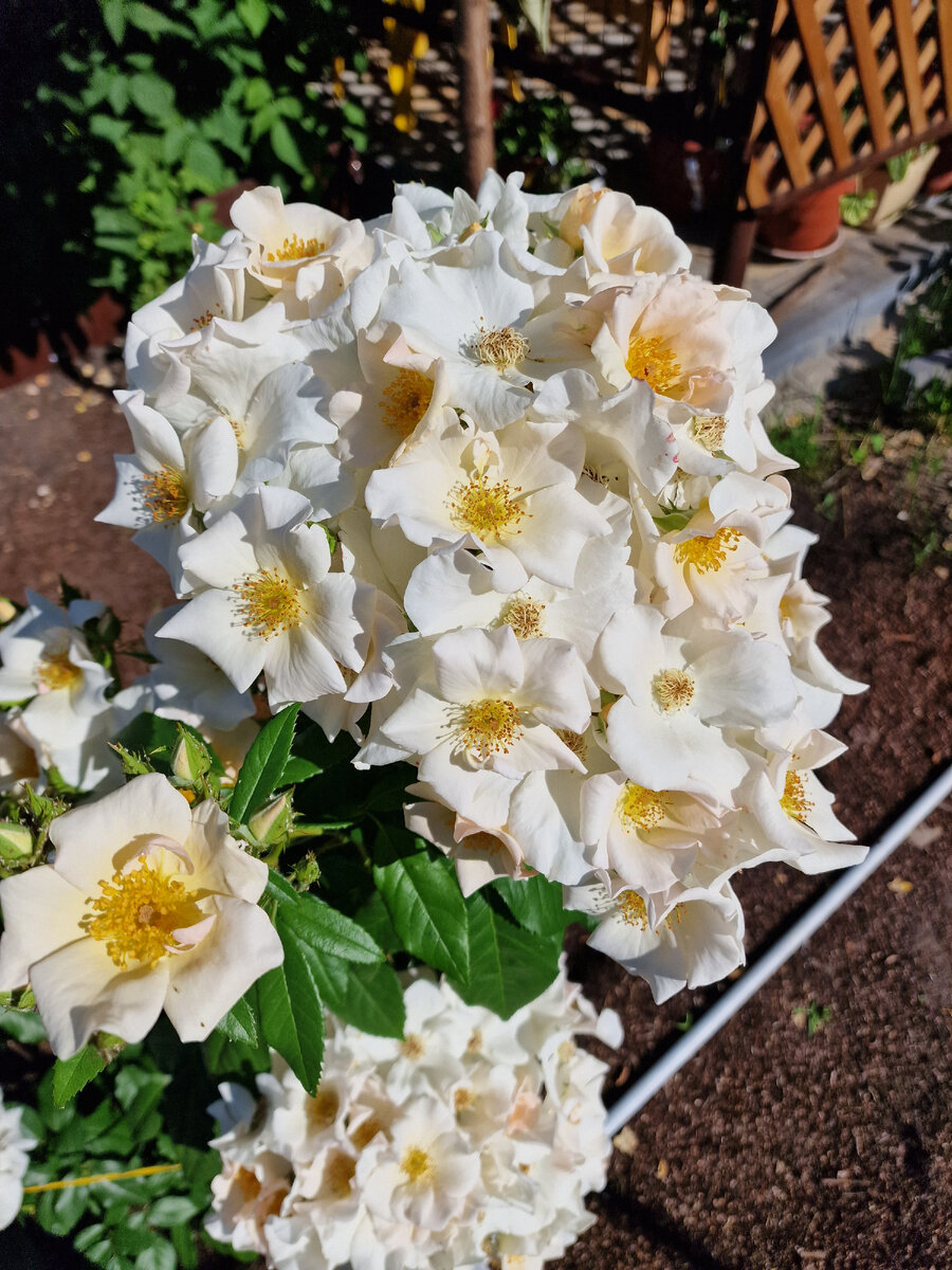 Как вам такая пена из цветов? Салли Холмс растёт в нашем саду второй год и с каждым годом шапки всё пышнее и пышнее. Великолепные огромные кисти белых цветов никого не оставляют равнодушными (фото из личного архива).