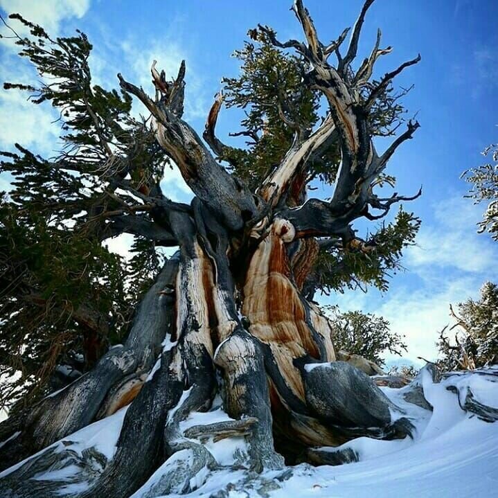 дуб патриарх в беловежской пуще. сосны в беловежской пуще. сосна мафусаил. сосна пучинкэсе. хвойный долгожитель.