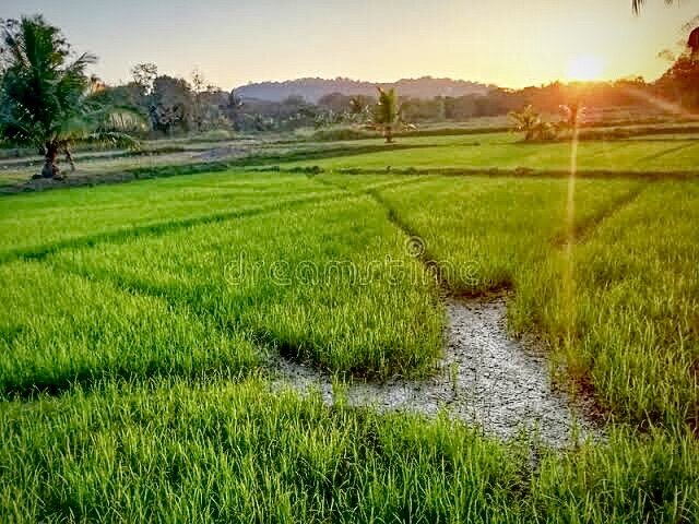 рисовые поля Шри Ланки