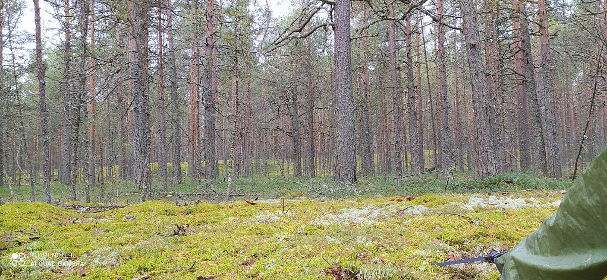 Первый утренний вид из палатки