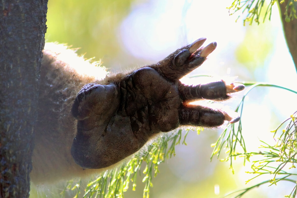 Коала рука. Пальцы коалы. Коала на руках. Когти коалы. Лапка коалы.