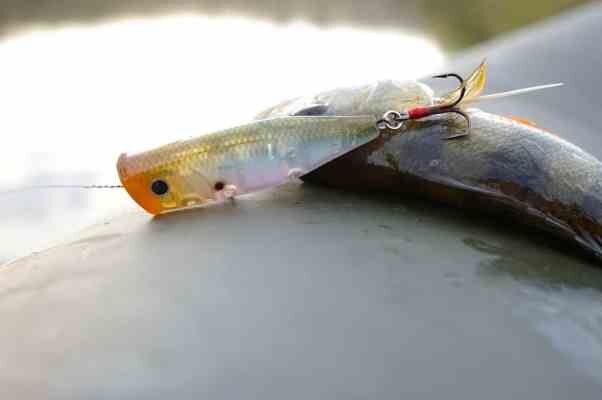 Ловля окуня на поппер