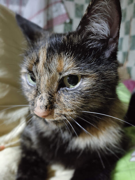 Какой уют без кошек